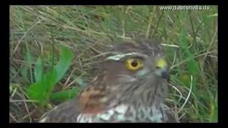 Sperber jagt und fängt Rotkehlchen sparrowhawk is hunting robin [upl. by Chelsie830]