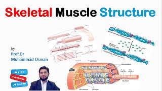 Skeletal Muscle Structure  Actin and Myosin Filaments  Muscle Physiology [upl. by Xineohp565]