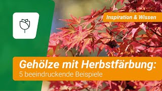 5 Gehölze mit fulminanter Herbstfärbung [upl. by Winer]