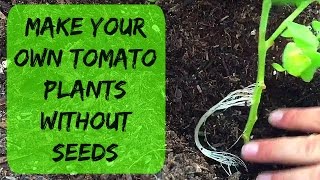 How To Clone Tomato Plants  How To Root amp Grow Tomatos From Cuttings Suckers In Water [upl. by Lisk]