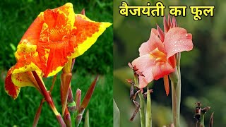 बैजयंती फूल  Baijayanti flower  Baijayanti ka fool  Indian flower  Bharat ka phool  Beautiful [upl. by Eenimod495]