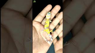 Leopard Gecko Eublepharis macularius [upl. by Annoiek]