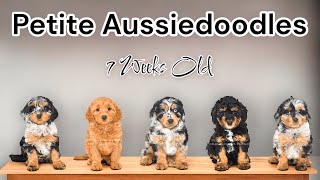 Petite F1b Aussiedoodle Puppies Are 7 Weeks Old  ShaeXPickles [upl. by Ttesil720]