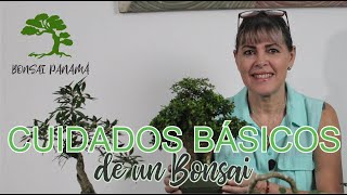 Como cuidar nuestro Bonsai [upl. by Ahsilrae630]