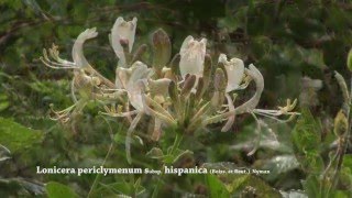 Lonicera periclymenum [upl. by Ynolem303]