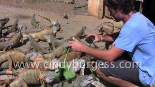 Archs Iguana Farm Roatan Honduras [upl. by Inaliel]