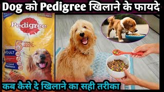 DogPuppy ko Pedigree kaise khilana Chayeaकुत्ते को पेडिग्री खिलाने के फायदे देने का सही तरीका [upl. by Belldas]