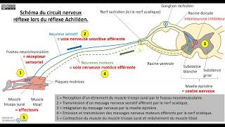 Le contrôle nerveux du réflexe myotatique [upl. by Rehpotsirk311]