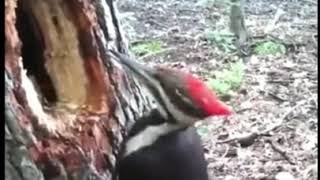 Woodpecker making nest in trees [upl. by Ahsiled]