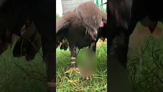 crested goshawk training huntingអកព្រៃច្រេីនពណ៍ 😱 [upl. by Enehpets719]