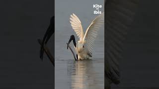 Animal Face Off  Brahminy Kite Vs Blackheaded Ibis  Nikon Z6III  Encounter [upl. by Trow]