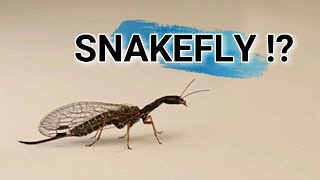 Snakefly  Insect like looks dragon and snake  Urban Wildlife  Strange Insects  Micro monsters [upl. by Hadria]