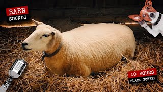 Sheep and lamb in the barn 🐑 10 hours of sheep sounds [upl. by Aili865]