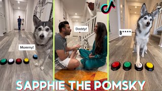 Sapphie the Pomsky Funny Dog Tik toks 2023  Best sapphiethepomsky Tik tok Videos [upl. by Adalia654]