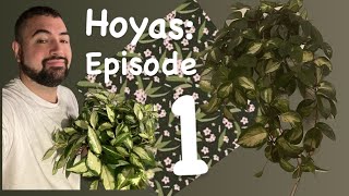 Hoyas Hoyas Hoyas Episode 1 [upl. by Cralg]