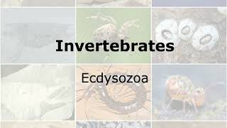 Invertebrates Clade Ecdysozoa [upl. by Marzi]