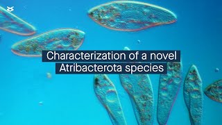 Physiological and genetic characterization of novel Atribacterota species cultured from an oil well [upl. by Assyle711]