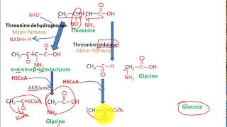 Catabolism Of threonine to pyruvate and succinate to glucose fasting state metabolism 3 [upl. by Yrrep163]