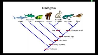 Cladogram [upl. by Anoli]