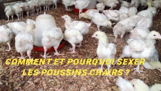 comment et pourquoi sexer les poussins chair  élevage de poulets [upl. by Medora494]