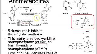 Cytotoxic chemotherapy 1 alkylating agents and antimetabolites [upl. by Davine]