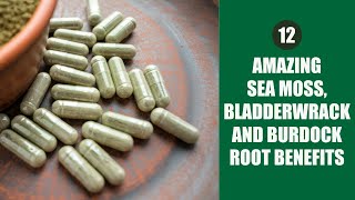 12 Sea Moss Bladderwrack Burdock Root Capsules Benefits [upl. by Ellenrahc992]