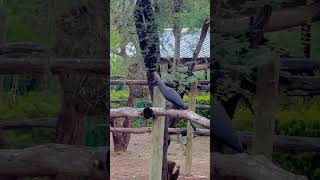 Grey goawaybird African bird❤️nature youtubeshorts shortvideos trending viral shorts wow [upl. by Yvon]