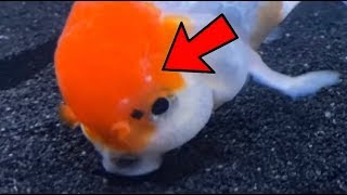 Oranda Goldfish Wen Growth  White Spot On Head [upl. by Alleroif]