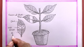 Drawing light is essential for photosynthesis Practical Experiment [upl. by Ardnik403]