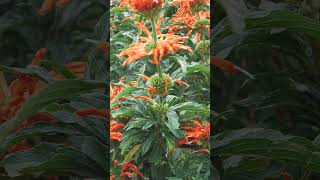 🌻⁷☆•⁷ Lion’s Ear Leonotis leonurus in Mint Family Lamiaceae [upl. by Kenrick]