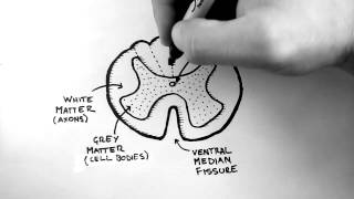 Spinal Pathways 1  Spinal Cord Anatomy and Organisation [upl. by Nifled]