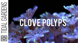 Care Tips for Clove Polyps [upl. by Darmit]