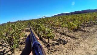 Chasse dans le midi perdrix rouge faisans et lièvres au chien darrêt dans les vignes [upl. by Morey387]