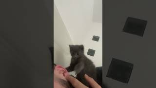 Love me  cat kitten cute catlover funny edit meow rap motivation love kedi chaton lol [upl. by Alva]