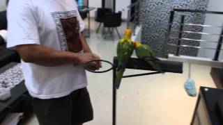 SUNCONURE PARROT [upl. by Uriisa474]