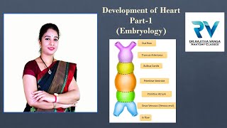 Development of Heart Part1 Embryology by Dr Rajitha Vanga [upl. by Gulgee9]