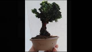 Bonsai Hinoki Cypress [upl. by Ardnasella]