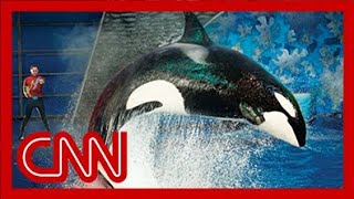 SeaWorld releases video of 2006 killer whale attack [upl. by Keen]