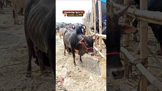 hambacow cow bull bhaikotonilogaru ytshorts goru গরু crazycow cowprice cows cowvideos [upl. by Eul]