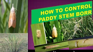 धान में तना छेदक का नियंत्रण कैसे करें How to control paddy stem borer [upl. by Attiuqal]