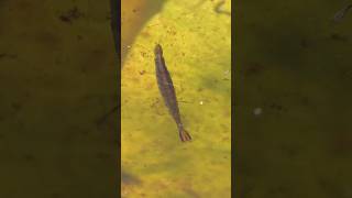 Predaceous Diving Beetle larva dives [upl. by Anitsirhc]