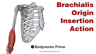 Brachialis Anatomy Origin Insertion amp Action [upl. by Nnayelhsa]