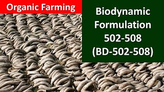 How to prepare and use Biodynamic formulation502508 BD502508 for Organic Farming [upl. by Oicnaneb]