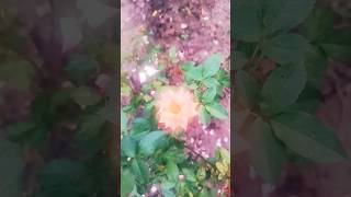 roseplantnature flowers gardenshortvideo 😍😍 [upl. by Kimberly708]