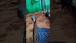 Vulturine guineafowl Birds 💙 [upl. by Yrot587]