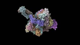 ChimeraX rotation animation example cryoEM [upl. by Naivaf]