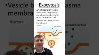 Endocytosis vs Exocytosis [upl. by Aliehs]