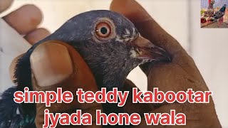 simple teddy kabootar jyada hone wala pigeonbird kabootarbaazi [upl. by Rodavlas]