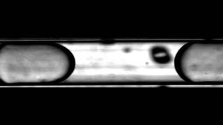 microfluidic elveflow droplet stream in tube LONG [upl. by Kaplan941]