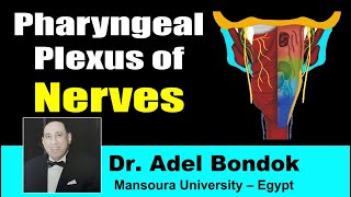 Pharyngeal Plexus Dr Adel Bondok [upl. by Neelyt494]